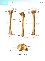 Sobotta  Atlas of Human Anatomy  Trunk, Viscera,Lower Limb Volume2 2006, page 289